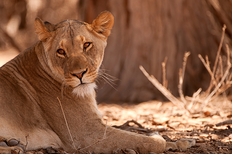 Lioness of the Kgalagadi by Nuria Blanco Arenas©